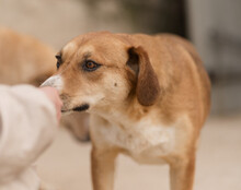 SILIA, Hund, Mischlingshund in Kroatien - Bild 2