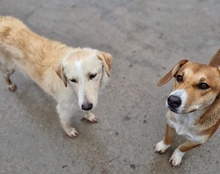 SILIA, Hund, Mischlingshund in Kroatien - Bild 21