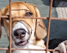 SILIA, Hund, Mischlingshund in Kroatien - Bild 22