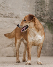 SILIA, Hund, Mischlingshund in Kroatien - Bild 4