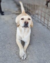 MALA, Hund, Mischlingshund in Kroatien - Bild 11