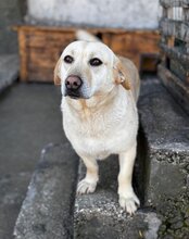 MALA, Hund, Mischlingshund in Kroatien - Bild 12