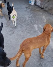 MALA, Hund, Mischlingshund in Kroatien - Bild 14