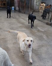 MALA, Hund, Mischlingshund in Kroatien - Bild 15
