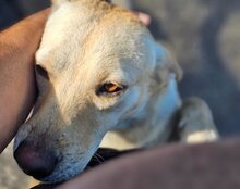 MALA, Hund, Mischlingshund in Kroatien - Bild 16