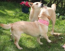 MALA, Hund, Mischlingshund in Kroatien - Bild 2