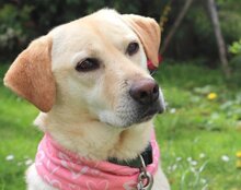 MALA, Hund, Mischlingshund in Kroatien - Bild 5