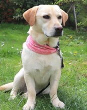 MALA, Hund, Mischlingshund in Kroatien - Bild 7