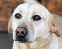 MALA, Hund, Mischlingshund in Kroatien - Bild 9