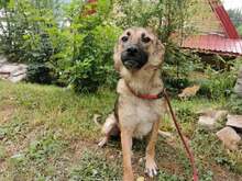 FRIDA2, Hund, Mischlingshund in Bosnien und Herzegowina - Bild 1
