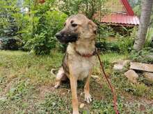 FRIDA2, Hund, Mischlingshund in Bosnien und Herzegowina - Bild 2
