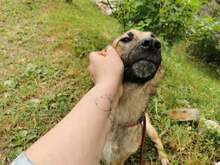 FRIDA2, Hund, Mischlingshund in Bosnien und Herzegowina - Bild 3