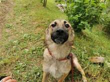 FRIDA2, Hund, Mischlingshund in Bosnien und Herzegowina - Bild 4