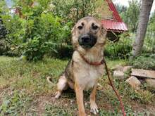 FRIDA2, Hund, Mischlingshund in Bosnien und Herzegowina - Bild 5