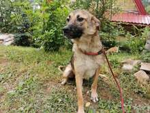 FRIDA2, Hund, Mischlingshund in Bosnien und Herzegowina - Bild 6