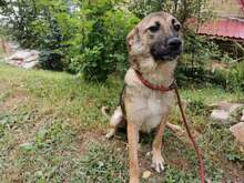 FRIDA2, Hund, Mischlingshund in Bosnien und Herzegowina - Bild 7