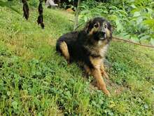 RALPH, Hund, Mischlingshund in Bosnien und Herzegowina - Bild 2