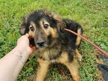 RALPH, Hund, Mischlingshund in Bosnien und Herzegowina - Bild 6