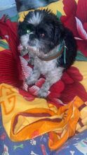 CHICO, Hund, Shih Tzu in Spanien - Bild 3