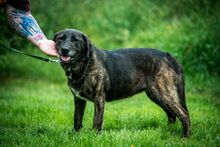 SHIVA, Hund, Mischlingshund in Ungarn - Bild 1