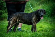 SHIVA, Hund, Mischlingshund in Ungarn - Bild 2