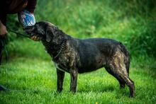 SHIVA, Hund, Mischlingshund in Ungarn - Bild 3