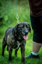 SHIVA, Hund, Mischlingshund in Ungarn - Bild 4