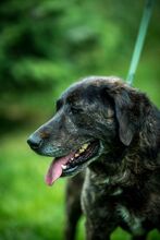 SHIVA, Hund, Mischlingshund in Ungarn - Bild 5