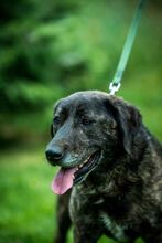 SHIVA, Hund, Mischlingshund in Ungarn - Bild 6