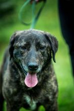 SHIVA, Hund, Mischlingshund in Ungarn - Bild 7