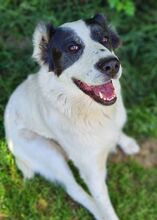 CASSANDRA, Hund, Zentralasiatischer Owtcharka in Gefrees - Bild 3