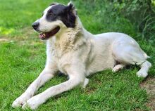 CASSANDRA, Hund, Zentralasiatischer Owtcharka in Gefrees - Bild 5