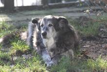 MONAMOUR, Hund, Groenendael-Mix in Hoogstede - Bild 3