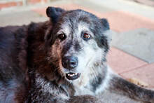 MONAMOUR, Hund, Groenendael-Mix in Hoogstede - Bild 4