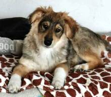 BONGO, Hund, Mischlingshund in Slowakische Republik - Bild 1