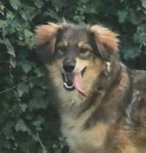 BONGO, Hund, Mischlingshund in Slowakische Republik - Bild 2