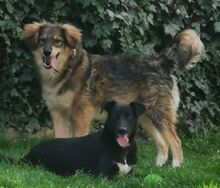 BONGO, Hund, Mischlingshund in Slowakische Republik - Bild 4