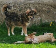 BONGO, Hund, Mischlingshund in Slowakische Republik - Bild 9