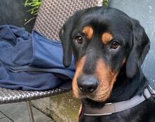 AMON, Hund, Mischlingshund in München