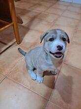 SALSA, Hund, Mischlingshund in Spanien - Bild 2
