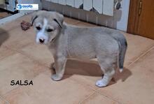 SALSA, Hund, Mischlingshund in Spanien - Bild 3