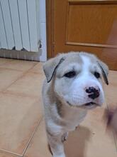 SALSA, Hund, Mischlingshund in Spanien - Bild 4