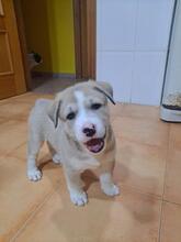 SALSA, Hund, Mischlingshund in Spanien - Bild 5