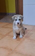 SALSA, Hund, Mischlingshund in Spanien - Bild 6