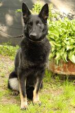 NIKA, Hund, Mischlingshund in Slowakische Republik - Bild 1