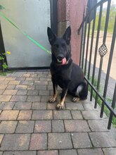 NIKA, Hund, Mischlingshund in Slowakische Republik - Bild 10