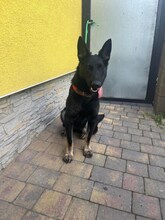 NIKA, Hund, Mischlingshund in Slowakische Republik - Bild 13