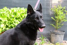 NIKA, Hund, Mischlingshund in Slowakische Republik - Bild 3