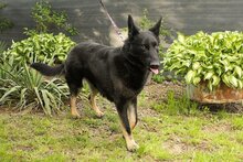 NIKA, Hund, Mischlingshund in Slowakische Republik - Bild 4
