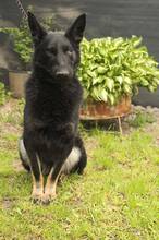 NIKA, Hund, Mischlingshund in Slowakische Republik - Bild 5
